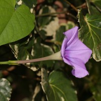 Ipomoea muricata (L.) Jacq.